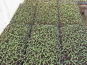 고밀도 묘목, 어린 식물