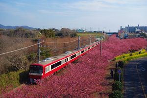 미우라 해안 벚꽃 축제와 게이큐 구리하마선
