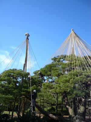 소나무의 유키쓰리