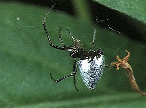 흰얼굴애기거미 암컷