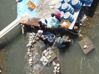 쓰케바에서의 황어 어획 풍경