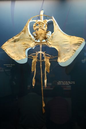 Raja laevis (Dipturus laevis)의 골격