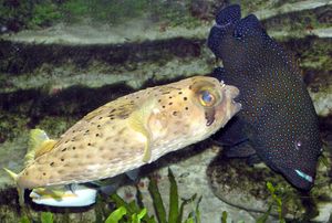 가시복(Diodon holocanthus)이 몸을 부풀린 모습. 오른쪽은 blue-spotted grouper(Cephalopholis argus).