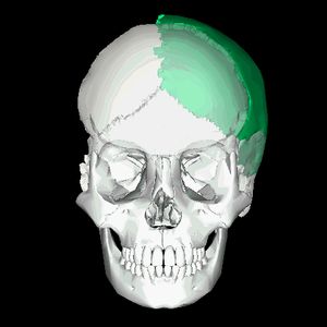 왼쪽 마루뼈(녹색). 애니메이션은 안쪽면과 바깥쪽면에서 몇 초 동안 멈춘다.