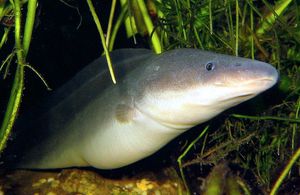 아바(아바, Gymnarchus niloticus)。김나르쿠스과 유일의 어류로, 뱀장어처럼 가늘고 긴 체형이 특징이다.