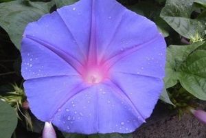 갯나팔꽃 (류큐 나팔꽃, 오션 블루, 숙근 나팔꽃)