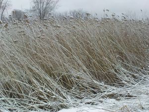 겨울의 갈대, 미국 매사추세츠주 서드버리