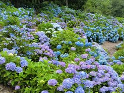 칸논산 공원- 수국