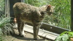 아무르삵 (이노카시라 자연문화원)