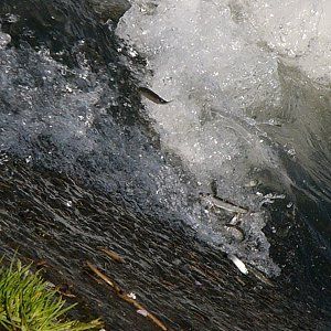 조후 보를 거슬러 올라가는 은어（2004년 4월）