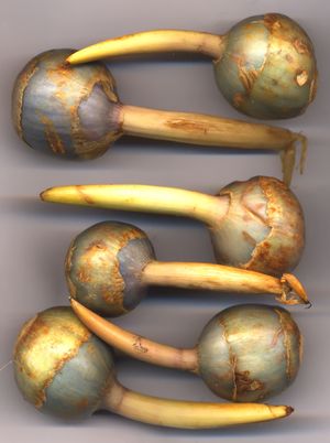 고랭이(택사과)의 구경