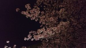 도쿄도 치요다구의 시오미자카 벚꽃(2019년 3월 24일 촬영)