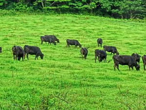 산기슭에서의 방목.