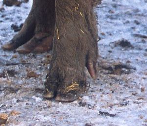 돼지 및 기타 쌍발굽류에서는 두 번째와 다섯 번째 발가락이 뒤로 향해 있다.