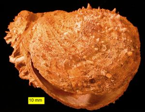 유기적인 스폰딜러스, 키프로스, 플라이오세