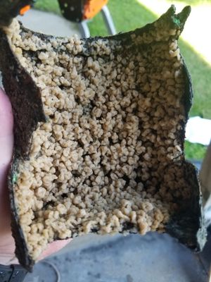 보호된 페인트 통 내부의 말 호수에서 채취한 퇴적물, 시스비코웨트 호수에서 촬영