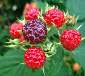 검은 라즈베리 Rubus occidentalis