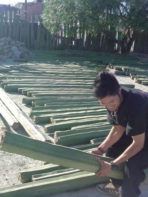 기둥 선인장을 한 줄로 꺾꽂이하여 울타리로 만들었다.