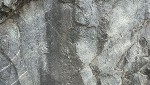 왼쪽 노두의 근경