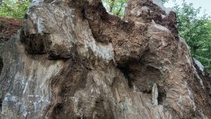 돌리네습지 입구의 조선 누층군 노두