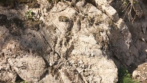 단양읍 노동리 남한강변의 막골층