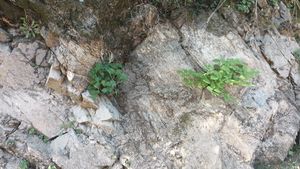 단양읍 노동리 남한강변의 막골층