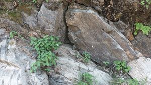 단양읍 노동리 남한강변의 막골층