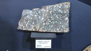 태백고생대자연사박물관에 전시된 완족류 화석