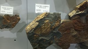 삼엽충 화석 바실리엘라 티피칼리스(Basiliella typicalis)