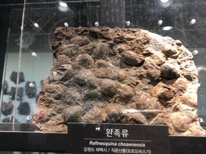 완족류 화석, 국립중앙과학관