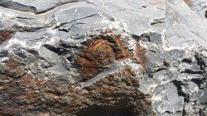 직운산층 노두에서 발견된 삼엽충 화석