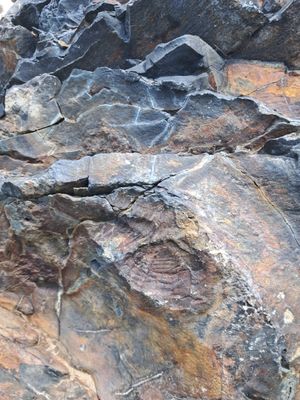 직운산층 노두에서 발견된 삼엽충 화석