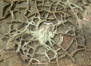 중심으로 모이는 건조 균열 (중앙에 공룡 발자국이 있음) 미국 유타주 남서부의 존슨 농장(Johnson Farm)에 있는 세인트 조지 공룡 발견 장소의 하부 쥐라기 모에나베 층(Moenave Formation)