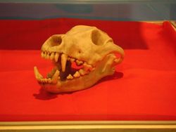 일본늑대 두개골 표본