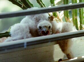 일반 황조롱이의 새끼 (흰색 솜털)