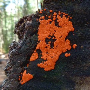 앨곤퀸 주립공원의 균류