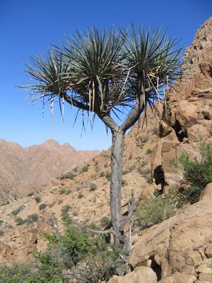 D. 옴베트}}이집트 외 홍해 주변