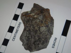 고배류의 화석 (미국 데스밸리 지역의 포레타 지층)