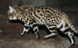 몸 전체가 어두운 반점과 줄무늬로 덮여 있다.