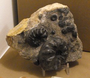 트라이아스기 암모나이트 (미국 네바다주 산)