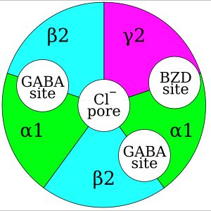 GABAA 수용체 복합체 그림. 5개의 소단위체(알파 2개, 베타 2개, 감마 1개)가 중앙 이온 전달 기공을 중심으로 오각형 모양으로 대칭적으로 배열되어 있다. 두 개의 GABA 결합 부위는 알파와 베타 소단위체 사이에 위치하며, 단일 벤조디아제핀 결합 부위는 알파와 감마 소단위체 사이에 위치한다.