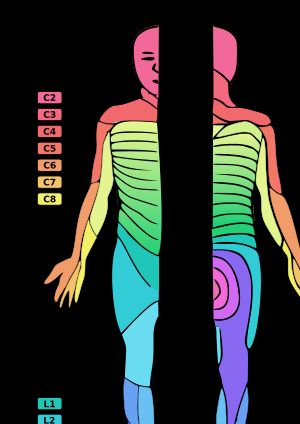 더마톰. 팔은 C, 후두부 C2, 엄지손가락 C6, 가운데 손가락 C7, 유두 Th4, 배꼽 Th10, 엄지발가락 L5, 항문 S5와 같이 중요한 지침이 되는 부분이 있다.