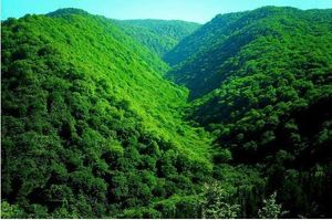 고르지 마할레 정글