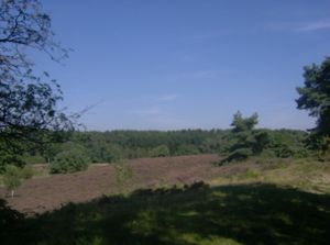 남동부 림뷔르흐의 브룬섬 황무지