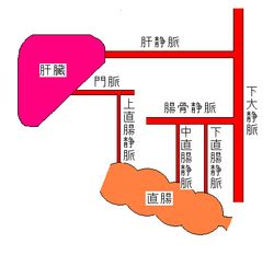 좌약이 직장에서 정맥으로 흡수되는 경로