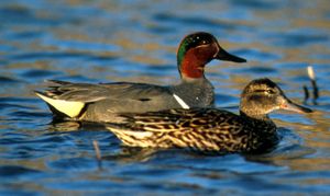 아메리카쇠오리(앞이 암컷, 뒤가 수컷)