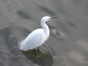 겨울의 쇠백로(Egretta garzetta)
