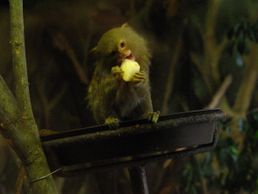 과일을 먹는 사육 하의 피그미마모셋