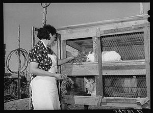 토끼장에서의 육용 토끼