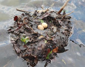 연안에 만들어진 둥지와 알